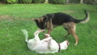 Big Dogs Playing Rough Training Video  Cutest Couple [upl. by Osmen209]