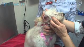 Easy Way To Give A Dog Eardrops  with Dr Helen [upl. by Yllet]