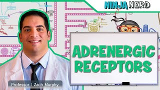 Neurology  Adrenergic Receptors [upl. by Ahtnamas507]