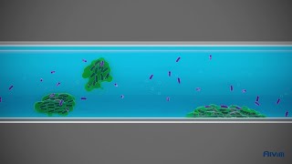 What is biofilm [upl. by Ulund495]