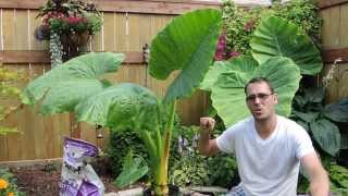 Growing Another Giant  Alocasia Borneo Giant [upl. by Fortuna]