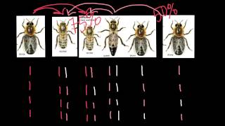 Haplodiploidy in honey bees explained [upl. by Sabian]