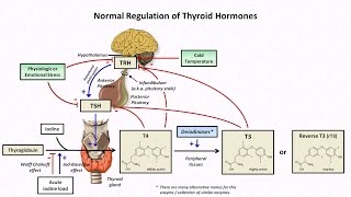 Understanding Hyperthyroidism and Graves Disease [upl. by Aihsatsan]