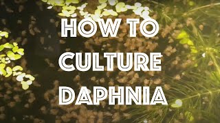 How To Culture Daphnia Magna [upl. by Ahsinaj]