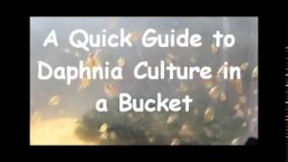 How to culture daphnia outside [upl. by Neelia64]