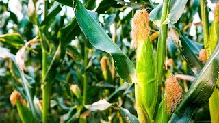 How to Grow Corn  Complete Growing Guide [upl. by Ettenhoj]