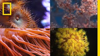 Coral Reefs 101  National Geographic [upl. by Letsyrk344]