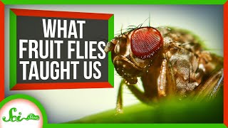 What Fruit Flies Taught Us About Human Biology [upl. by Anaitsirk]