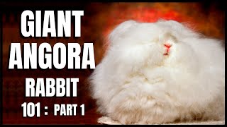 Giant Angora Rabbit 101 Part 1 [upl. by Vivian931]