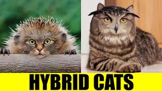 HYBRID CATS  Animals That Dont Exist [upl. by Fax]