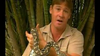 Steve Irwins Wildest Animal Encounters Part 1 [upl. by Ahsiela]