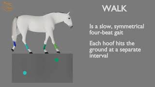 HORSE GAITS PART 01  WALK CYCLE ANALYSIS [upl. by Annovad]