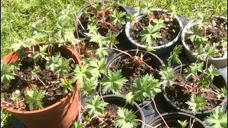 How To Lift And Divide Geraniums Propagating Perennial Geraniums [upl. by Assenat]