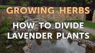 How to Divide Lavender Plants [upl. by Lime]