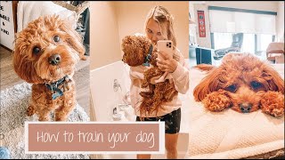 How To Quickly amp Properly Train Your Puppy  Archie The Cavapoo [upl. by Osicran425]