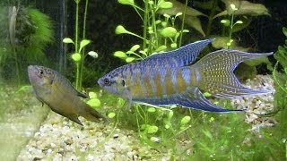 Species Profile 2 The Paradise Fish Macropodus opercularis [upl. by Eetsirhc17]