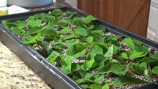 Propagating Poinsettias for the Holidays [upl. by Novah360]