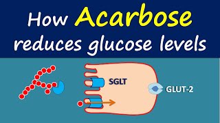 How Acarbose reduces glucose levels [upl. by Silin]