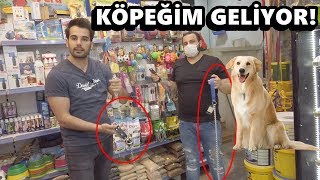 KÖPEĞİMİZE TASMA ALDIM HAZIRLIKLAR YAPILIYOR [upl. by Kaenel]