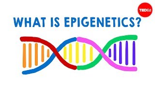 What is epigenetics  Carlos GuerreroBosagna [upl. by Modern330]