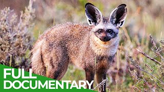 Animals Super Senses  Hearing  Free Documentary Nature [upl. by Earahs]