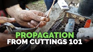 Propagating From Cuttings 101 [upl. by Bergin]