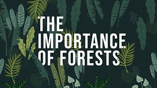 The Importance of Forests  How to protect Forests [upl. by Enelime]