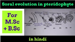 Soral evolution in pteridophyte [upl. by Ishmul]