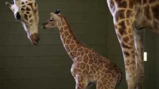 Incredible footage of Giraffe birth at Australia Zoo [upl. by Terces]