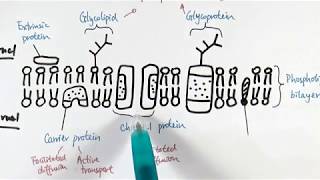 AS Biology  Structure and function of plasma membranes OCR A Chapter 51 [upl. by Poppo841]