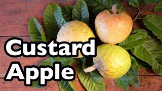 All About Custard Apple [upl. by Ula718]