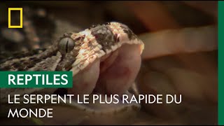 La vipère heurtante  serpent le plus rapide du monde [upl. by Nemajneb]