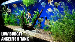 Build A Low Budget Planted Aquarium For Angelfish [upl. by Lemuelah]