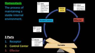 Homeostasis amp Feedback Mechanisms [upl. by Nixon392]