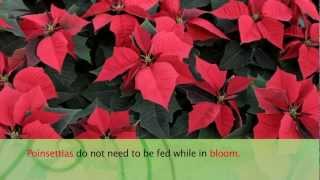 How to Care For Poinsettias  Armstrong Garden Center [upl. by Wolfort]