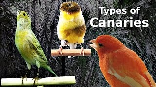 Types of Canaries [upl. by Cyndie687]