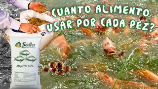 COMO CALCULAR EL ALIMENTO DIARIO DE LOS PECES [upl. by Duncan]