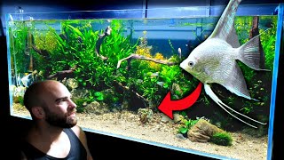 4ft ANGELFISH AQUARIUM BUILD  FULL STEP BY STEP TUTORIAL  MD FISH TANKS [upl. by Gwen]