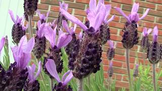 Spanish Lavender Lavandula Stoechas at the end of May [upl. by Malilliw908]