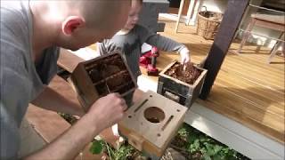 Native Stingless bees  Adding brood to a budding box [upl. by Studner919]