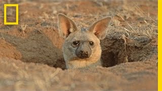 Meet the Aardwolf A Cute Animal You Never Knew Existed  National Geographic [upl. by Briano]