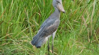 Murchison Falls National Park  Uganda [upl. by Tonya]