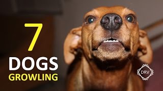 DOGS GROWLING Sound Effect  7 Sounds to Annoy Dogs HD [upl. by Aubreir]