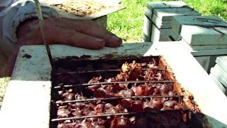 How to Collect Honey from a Stingless Bee Hive  Sugarbag Native Bees [upl. by Algar]