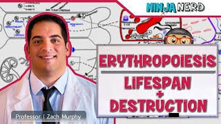 Hematology  Erythropoiesis Lifespan amp Destruction Part 2 [upl. by Canning]