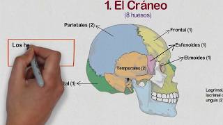 🔵 HUESOS de la CABEZA  Huesos del CRÁNEO Cara y Oído Medio ✔️ [upl. by Lon]