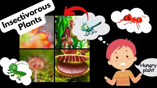 Insectivorous Plants  Carnivorous Plants  Science Lesson [upl. by Squire]