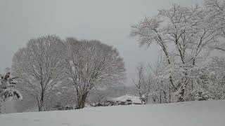 雪の朝 岐阜市北部 2025年2月5日 [upl. by Chadd]