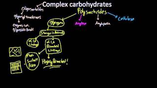 amylose amylopectin glycogen and cellulose [upl. by Simetra]