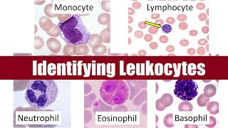 Identifying Leukocytes [upl. by Erdnaek754]